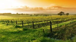 Image of vineyards at sunset